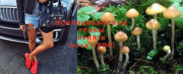 прущие грибы Нефтегорск